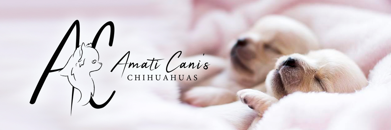 Amati Cani's